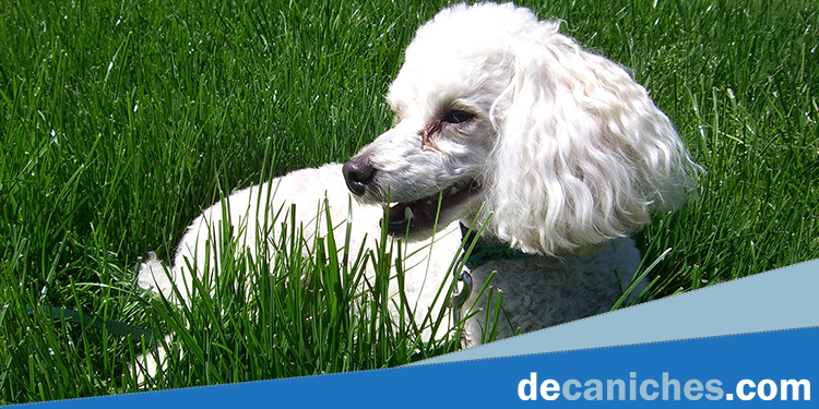 Ventajas del uso de la tierra de diatomeas en perros caniche