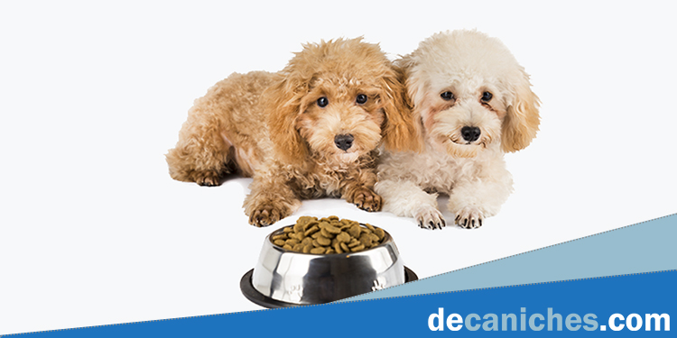 Alimentación de dieta para prevenir displasia en perros