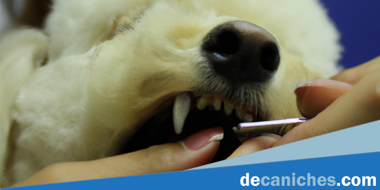 Otros métodos para limpiar los dientes de un perro.
