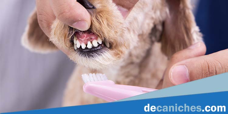 Las encías hinchadas es otro de los síntomas por qué los caniches pierden los dientes.