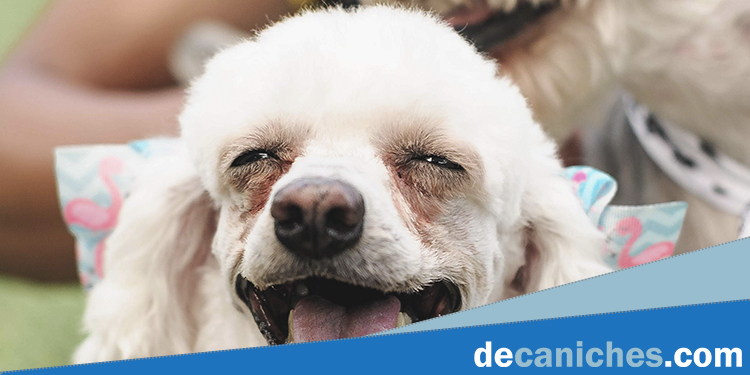 Identifica los tipos de legañas para saber cómo debes limpiar los ojos a un perro.