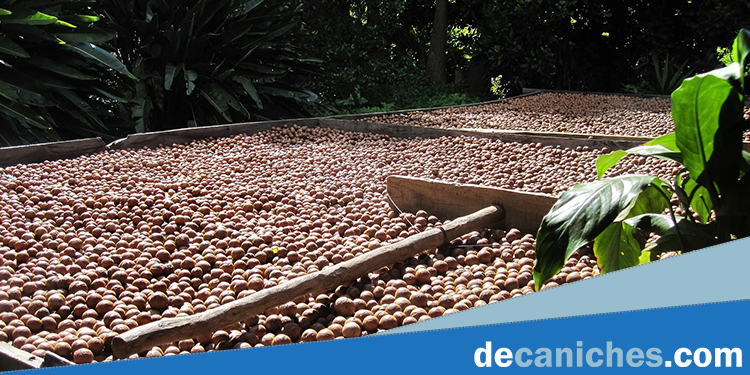 Imagen de un cultivo de nueces de macadamia.