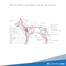Dibujo del sistema cardio-circulatorio del perro en Español.