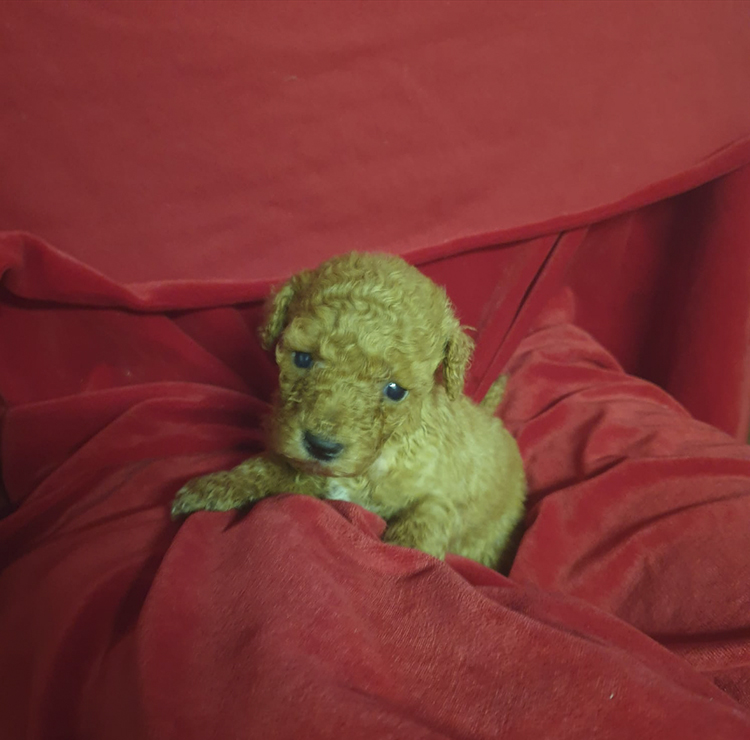 Vista del cachorro de 2 meses de caniche toy rojo mirando de perfil.