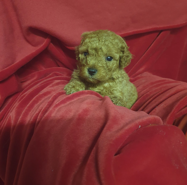 Vista de un cachorro de 2 meses de caniche toy rojo de solocachorros.com