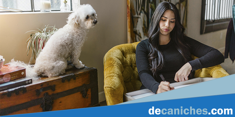 Vista de la dueña de un caniche gordo escribiendo una dieta balanceada