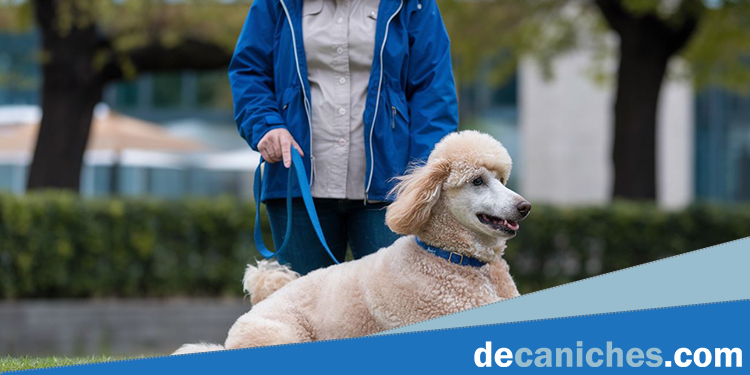 Dueña de un Poodle preguntándose cómo prevenir el sobrepeso de su caniche