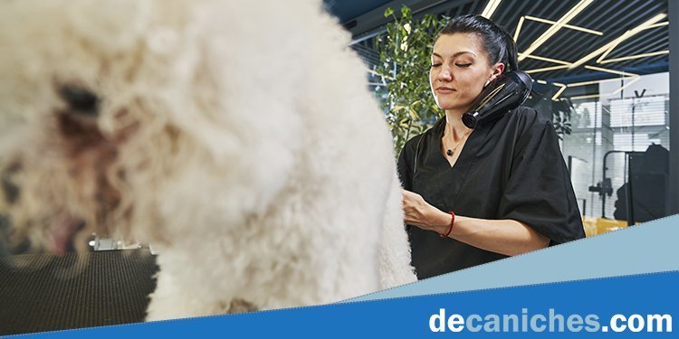 Vista de la peluquera profesional Geraldine haciendo recortes de pelo a un caniche toy.