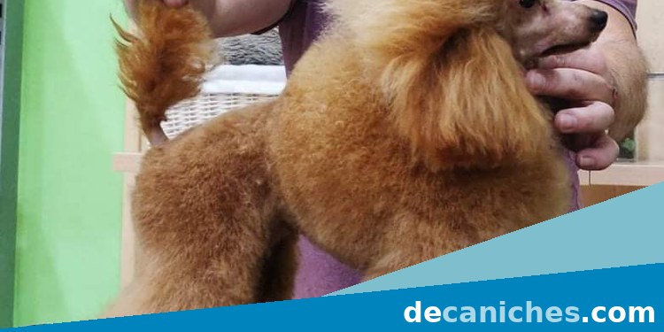 caniche toy en Albacete