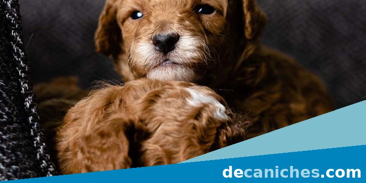 caniche toy en Badajoz