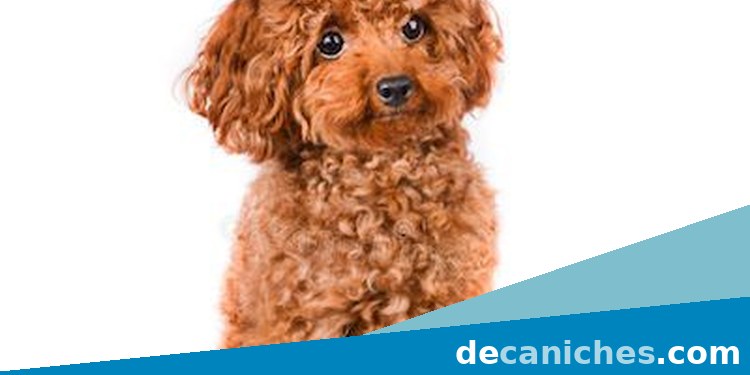 caniche toy en Córdoba
