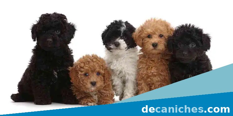 caniche toy en Girona
