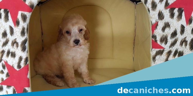 caniche toy en Granada