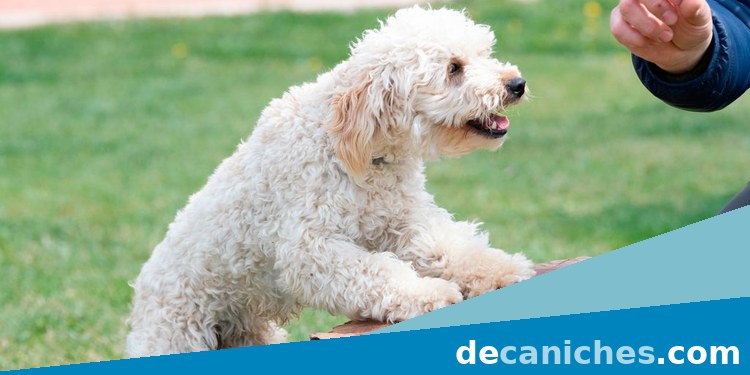 caniche toy para comprar en La Rioja
