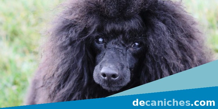 caniche toy en León