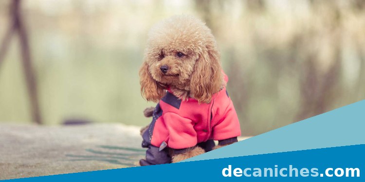 caniche toy en Pontevedra