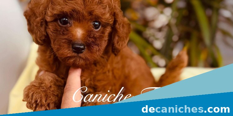 caniche toy en Sevilla