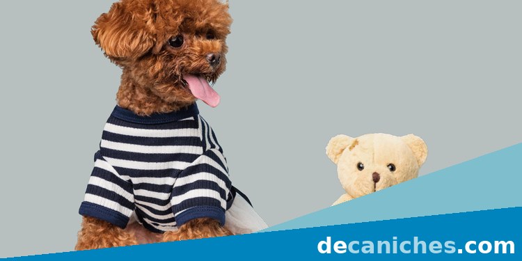 caniche toy en Tarragona