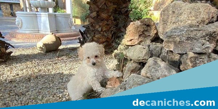 caniche toy en Valladolid