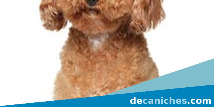 caniche toy en Murcia