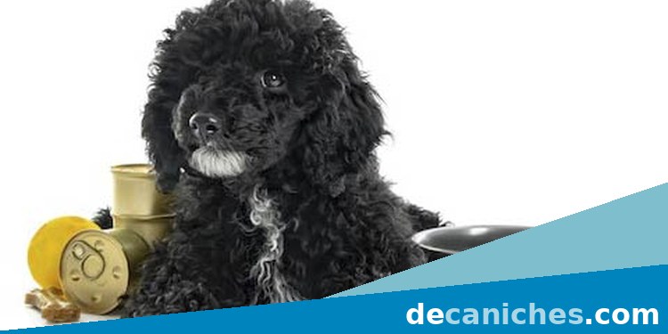 caniche toy en Zaragoza