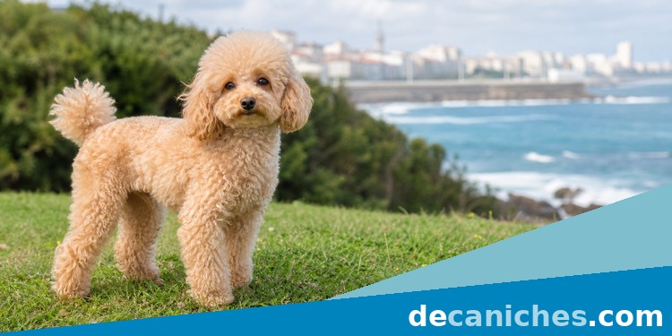 Caniche para valorar criadores en A Coruña