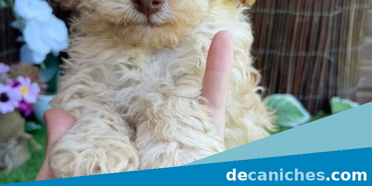 Caniche toy para valorar criadores en Albacete