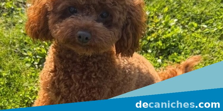 Caniche para comparar criadores en La Rioja