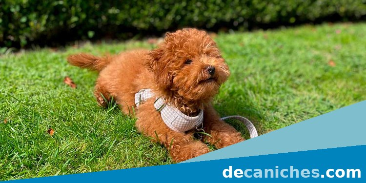 Caniche toy para valorar criadores en Pontevedra