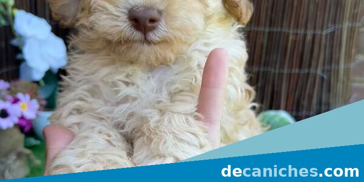 Caniche toy para valorar criadores en Valladolid