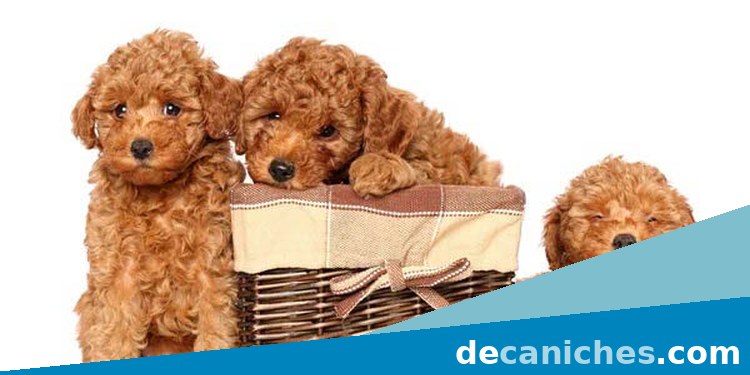 comprar caniche en Murcia