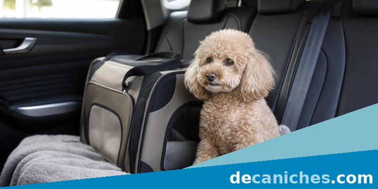 Caniche pequeño sentado en el asiento trasero de un coche junto a un transportín