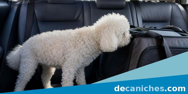 Caniche adaptándose al coche junto a un transportín Caniche pequeño dentro de un coche junto a un transportín durante una adaptación gradual