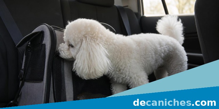 Caniche tranquilo durante una rutina de viaje en coche Caniche pequeño tranquilo en el asiento trasero de un coche durante una rutina de viaje