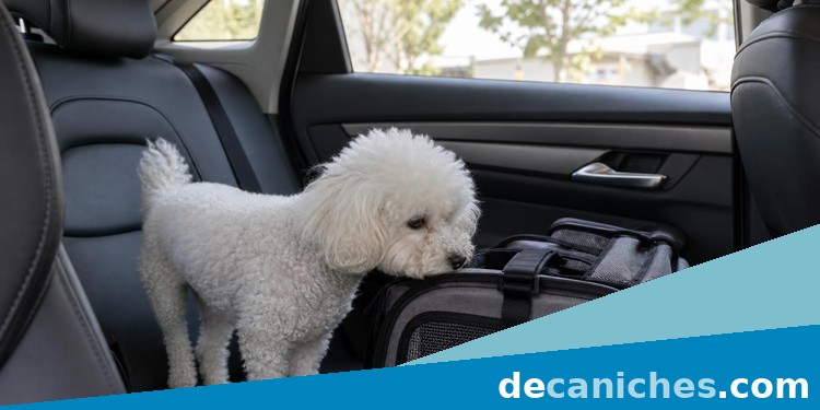 Caniche preparado para viajar en coche con seguridad Caniche pequeño preparado para viajar en coche con arnés y asiento protegido