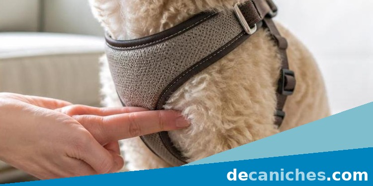 Ajuste correcto del arnés en un caniche toy ajuste de dos dedos en el arnés de un caniche toy
