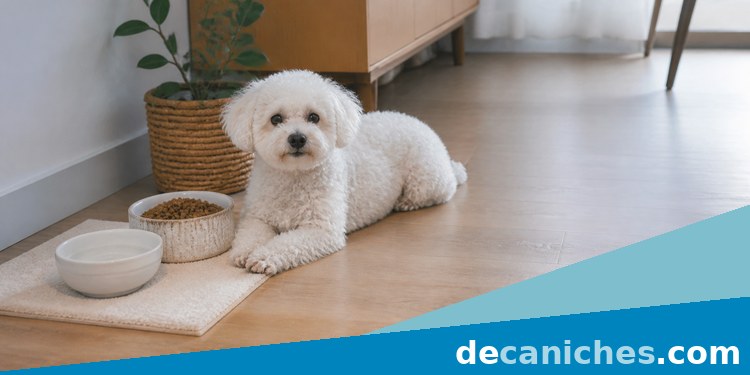 alimentación caniche toy con ración y agua fresca