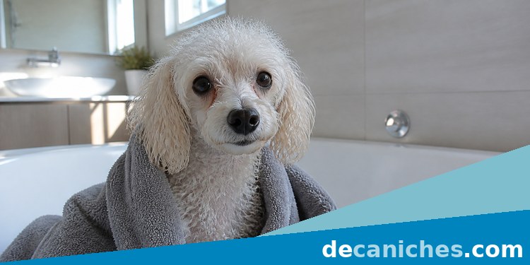 bañar caniche en casa con toalla y calma