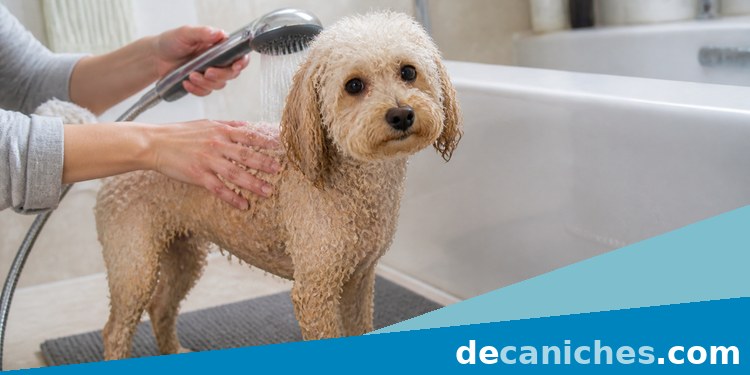 Baño suave de un caniche con agua tibia caniche durante baño suave con agua tibia en casa