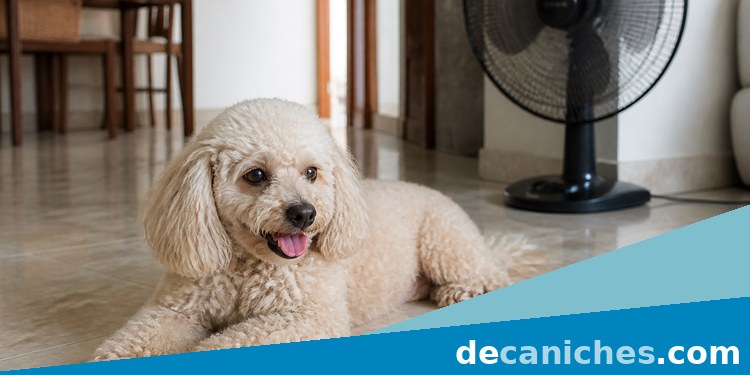 Caniche miniatura en casa durante un dia caluroso caniche miniatura descansando en suelo fresco con agua