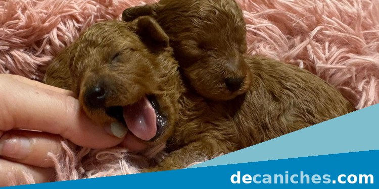 caniche toy para comprar en Bizkaia
