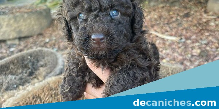 cachorro de caniche toy para comparar criadores en Cáceres