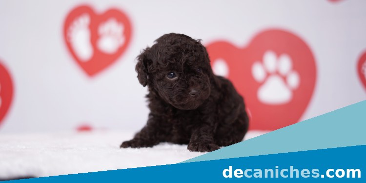 caniche toy para comparar venta responsable en Ceuta