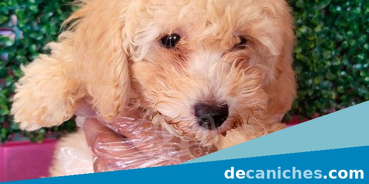 cachorro de caniche para valorar venta en Ciudad Real