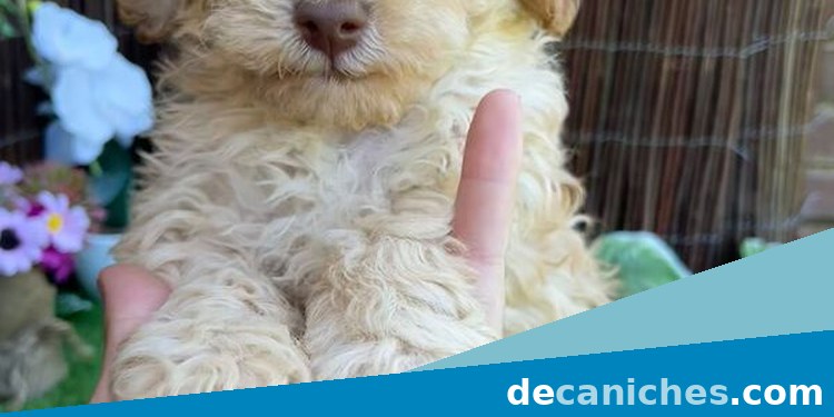 caniche toy para comprar con garantias en Cuenca