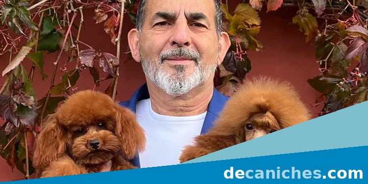 caniche toy en Gipuzkoa publicado por Jontari