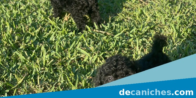 cachorro de criadero familiar para comprar caniche en Guadalajara