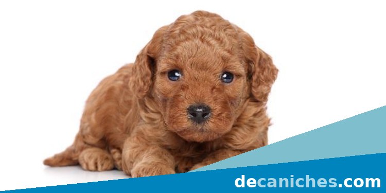 caniche toy en Mallorca para comprar en Baleares