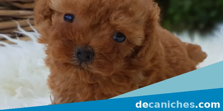 caniche toy en Canarias para comparar compra en Las Palmas