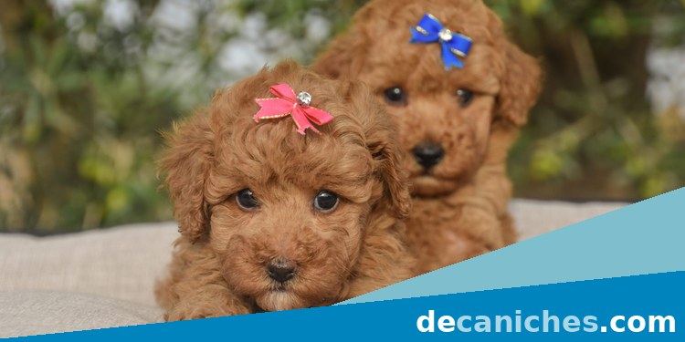 caniche toy para comprar en Lleida